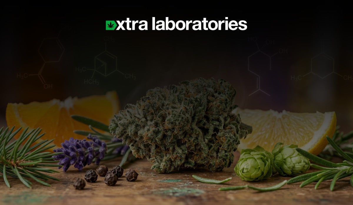 What are terpenes? A complete guide to terpenes in weed